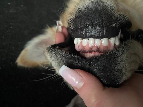 Schwarze Stelle am Zahnfleisch beim Hund normal? (Gesundheit und Medizin)