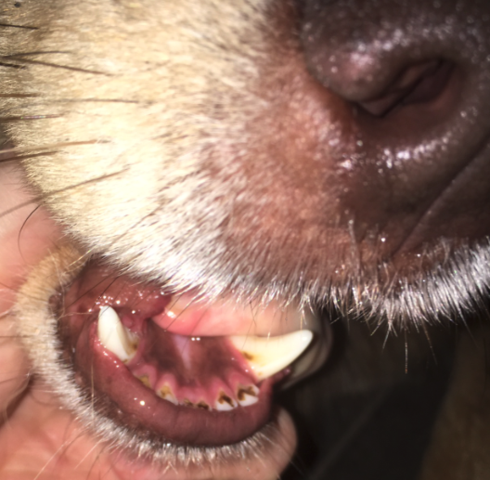 schwarze stellen an den unteren schneidezahnen vom hund zahne