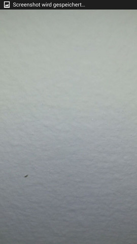 Schwarze Transparente Tierchen Sockelleiste Feucht Insekten