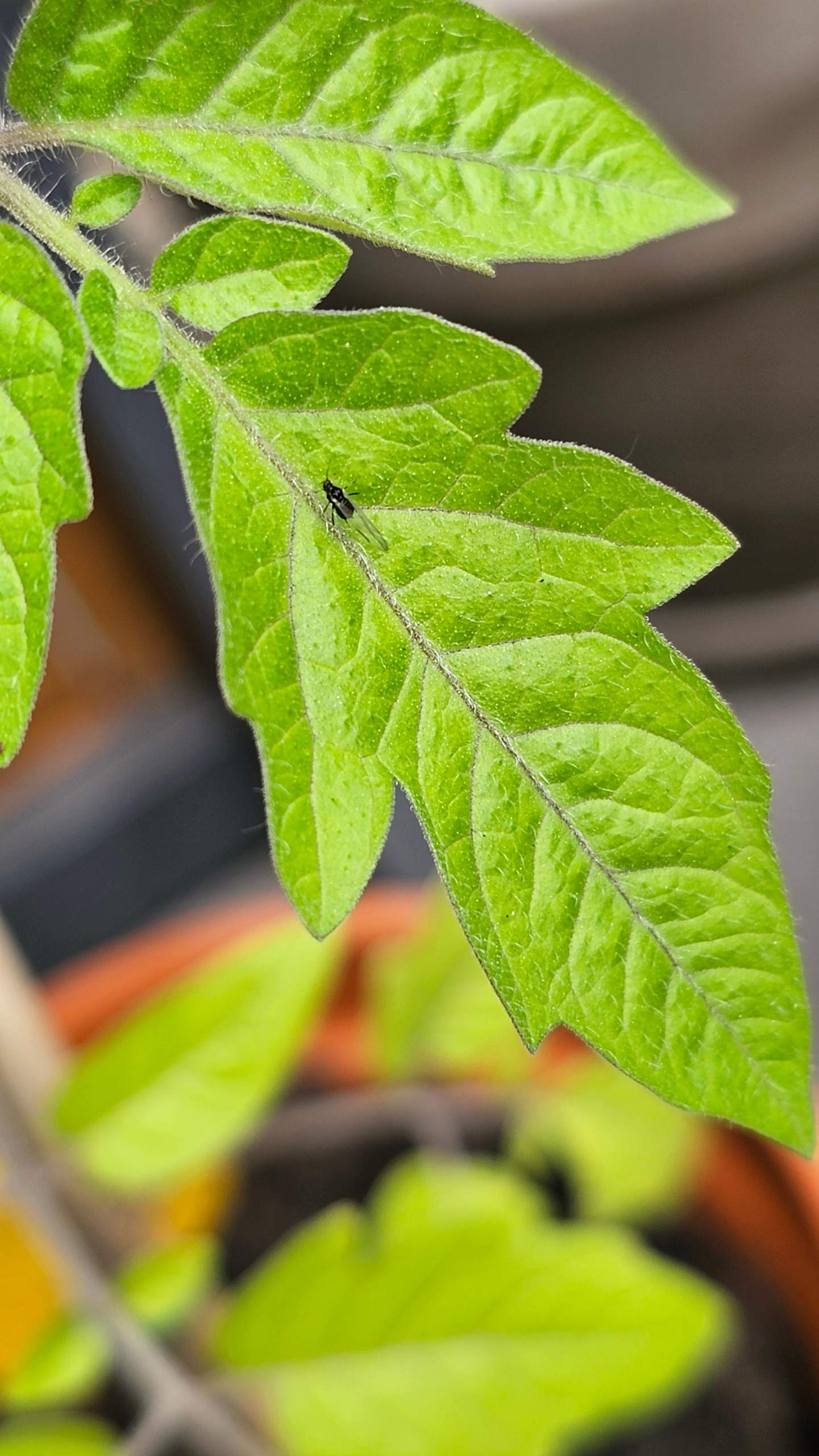 Tomaten Schadlinge Schwarz