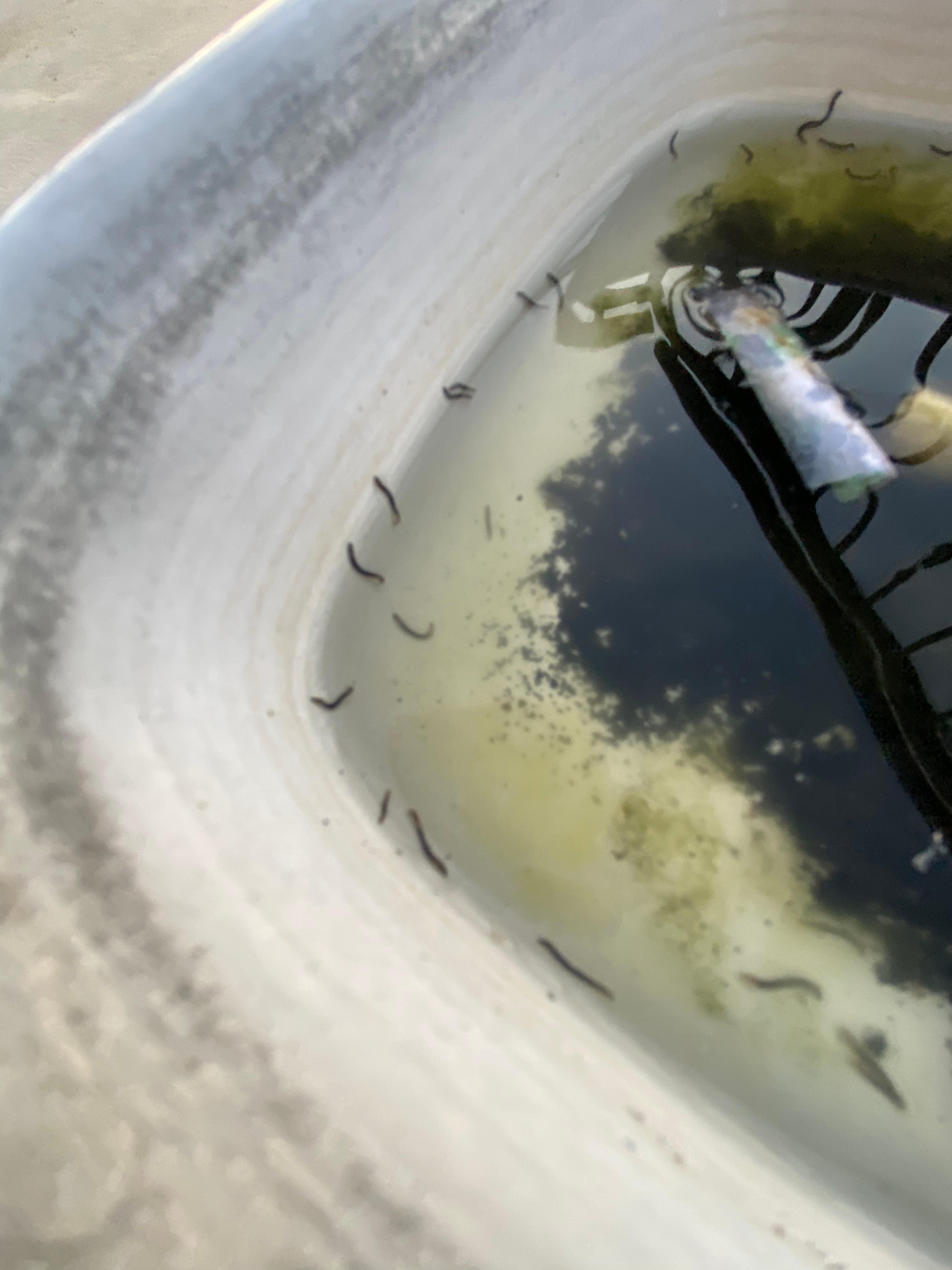 Schwarze Würmer im abgestandenen wasser- Was ist es? (Tiere, Leben