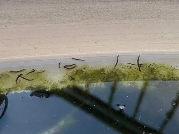 Schwarze Wurmer Im Abgestandenen Wasser Was Ist Es Tiere Leben Biologie Schwarze Wurmer Im Abgestandenen Wasser Was Ist Es Tiere Leben Biologie