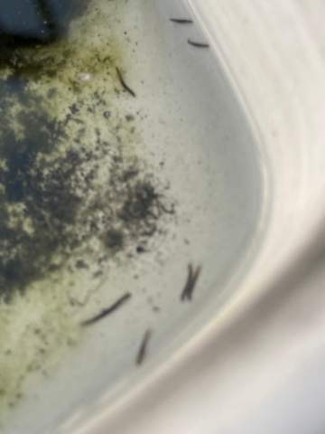 Schwarze Wurmer Im Abgestandenen Wasser Was Ist Es Tiere Leben Biologie Schwarze Wurmer Im Abgestandenen Wasser Was Ist Es Tiere Leben Biologie