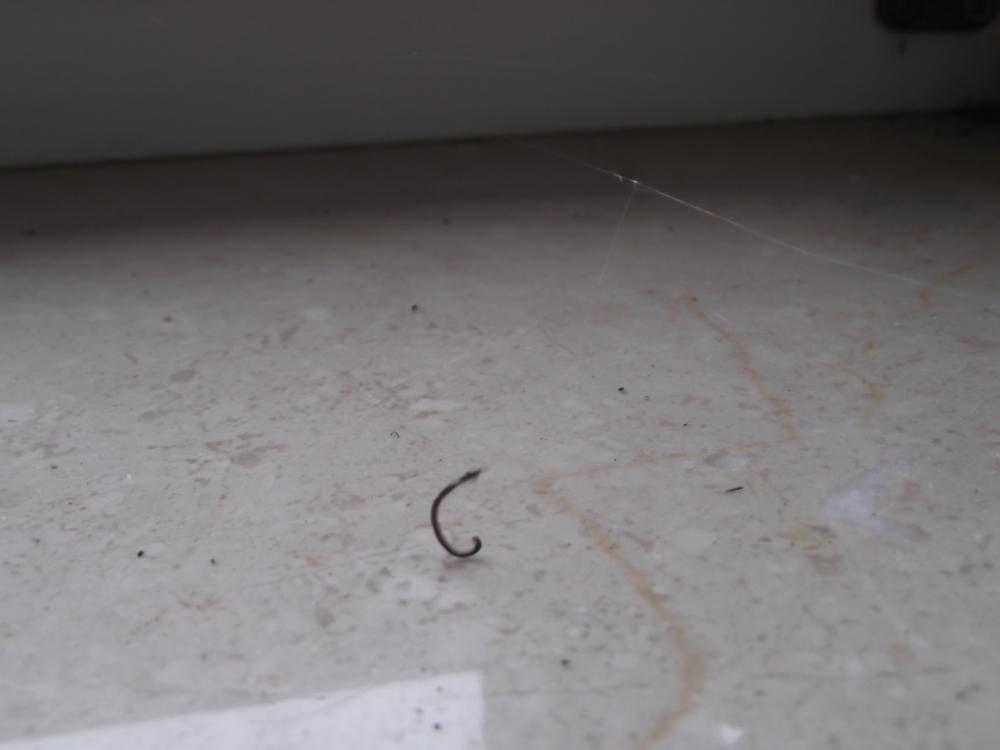 Schwarzen Wurm? (Freizeit, Tiere, Insekten)