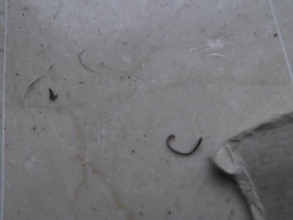 Schwarzen Wurm Freizeit Tiere Insekten Schwarzen Wurm Freizeit Tiere Insekten