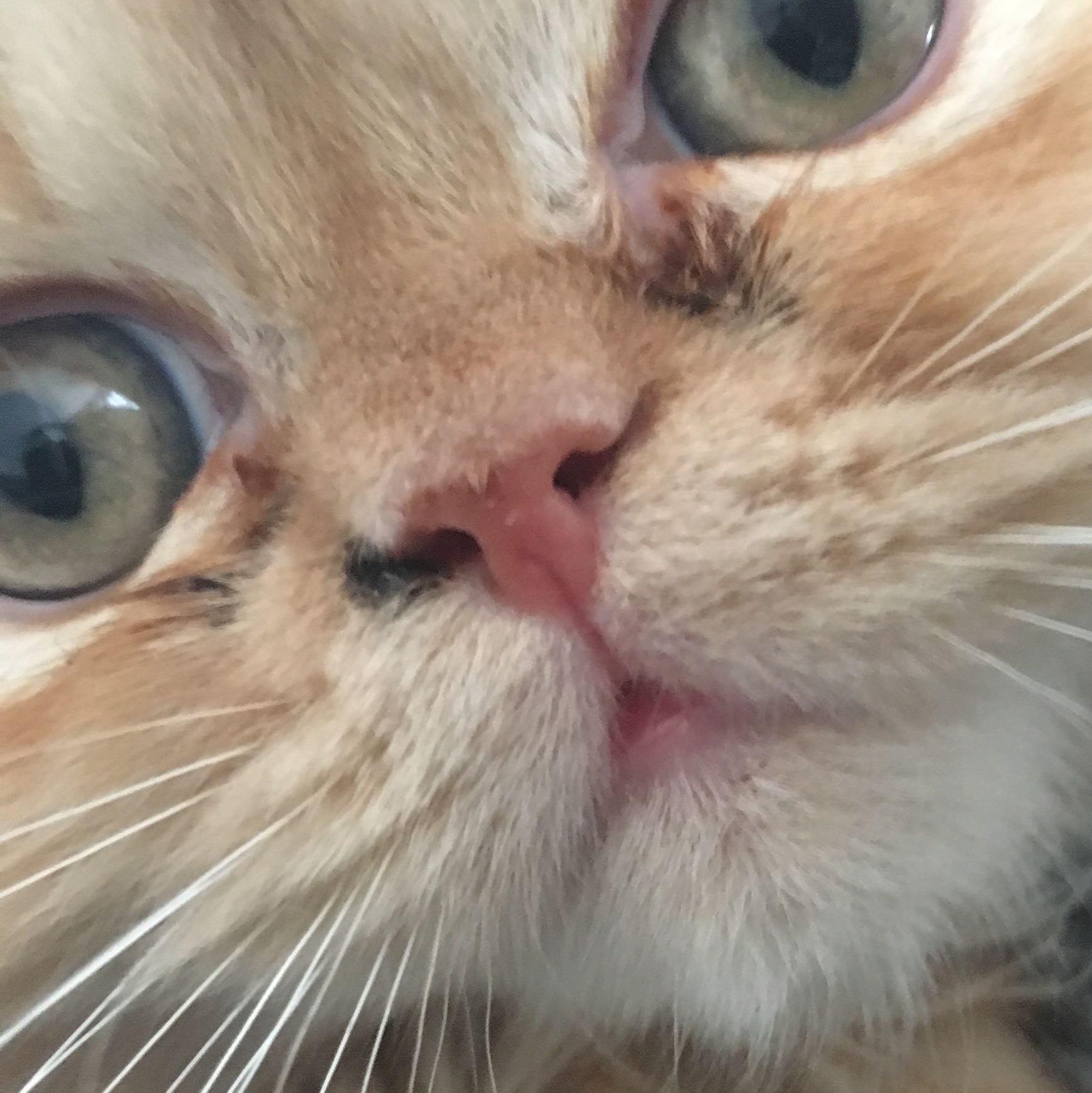 Katze An Der Nase Schwarzer Fleck Kruste