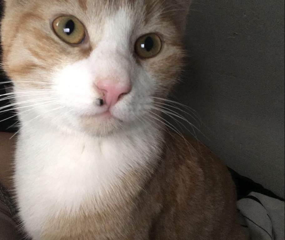 Schwarzer Fleck auf der Nase von der Katze? (Gesundheit und Medizin, Gesundheit, Tiere) Schwarzer Fleck auf der Nase von der Katze? (Gesundheit und Medizin, Gesundheit, Tiere)