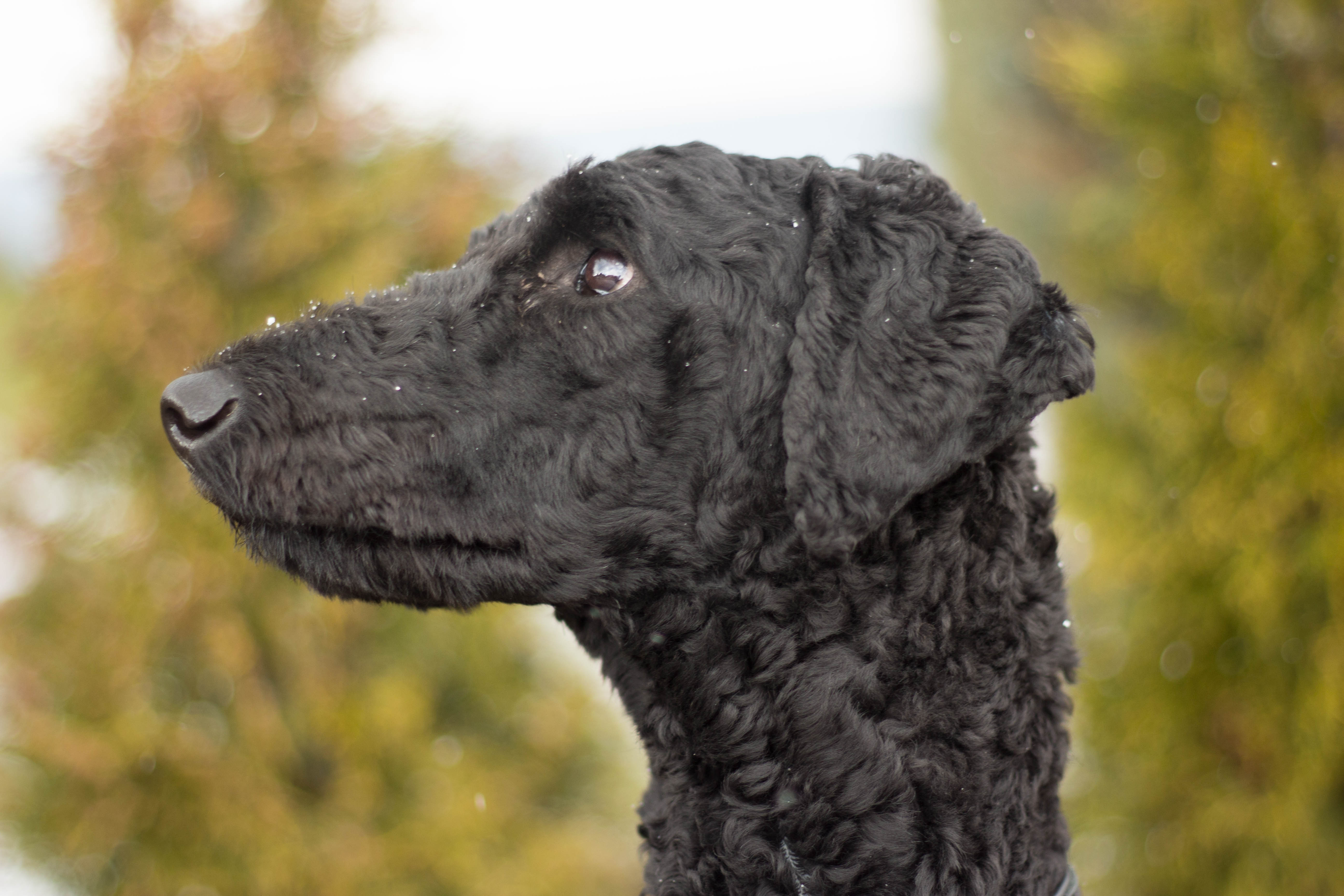 Schwarzer Hund mit Schwarzen Augen fotografieren (Fotografie, Königspudel)