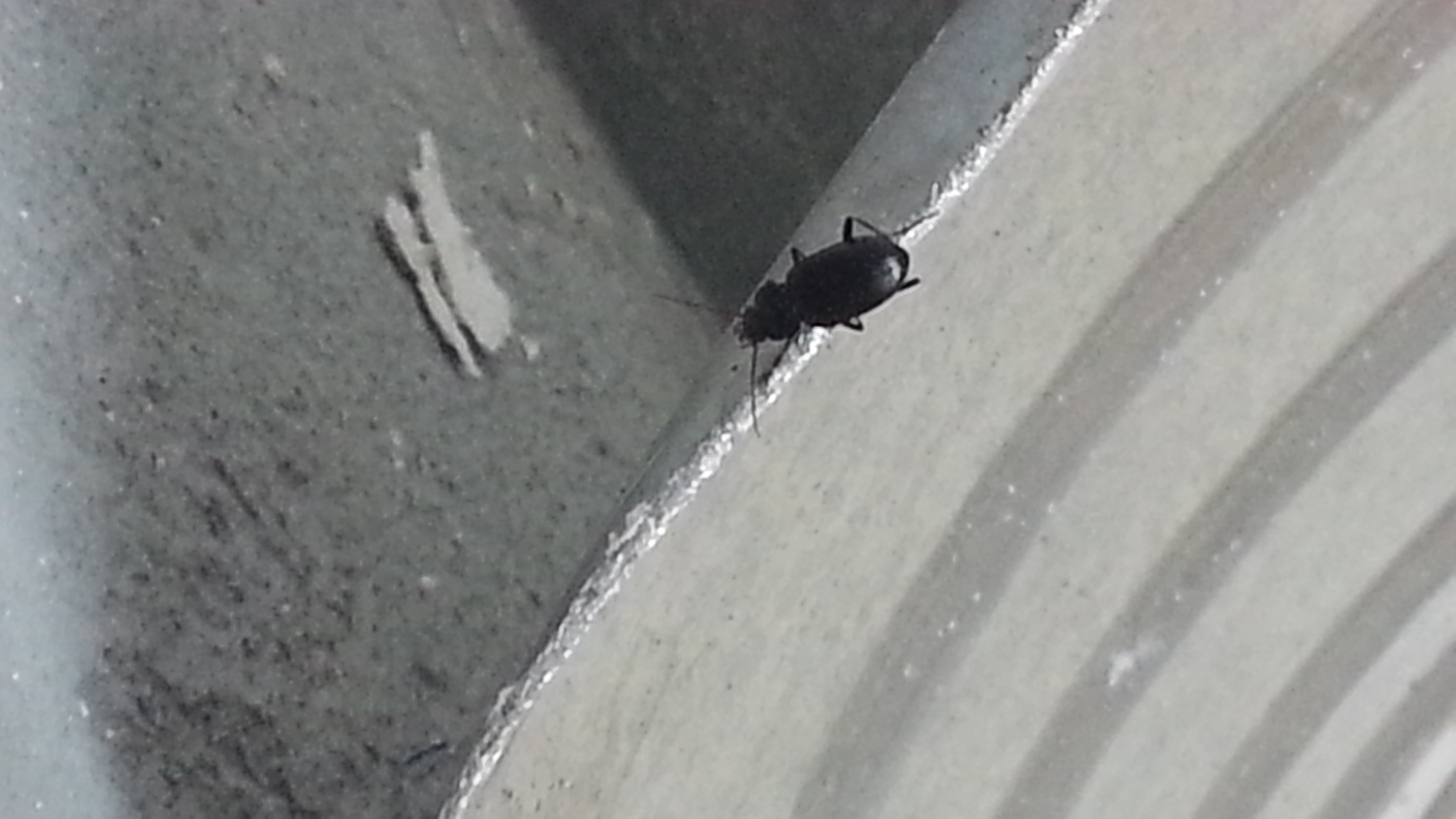 Ich habe heute einen schwarzer Käfer/ Kakerlake im Keller entdeckt