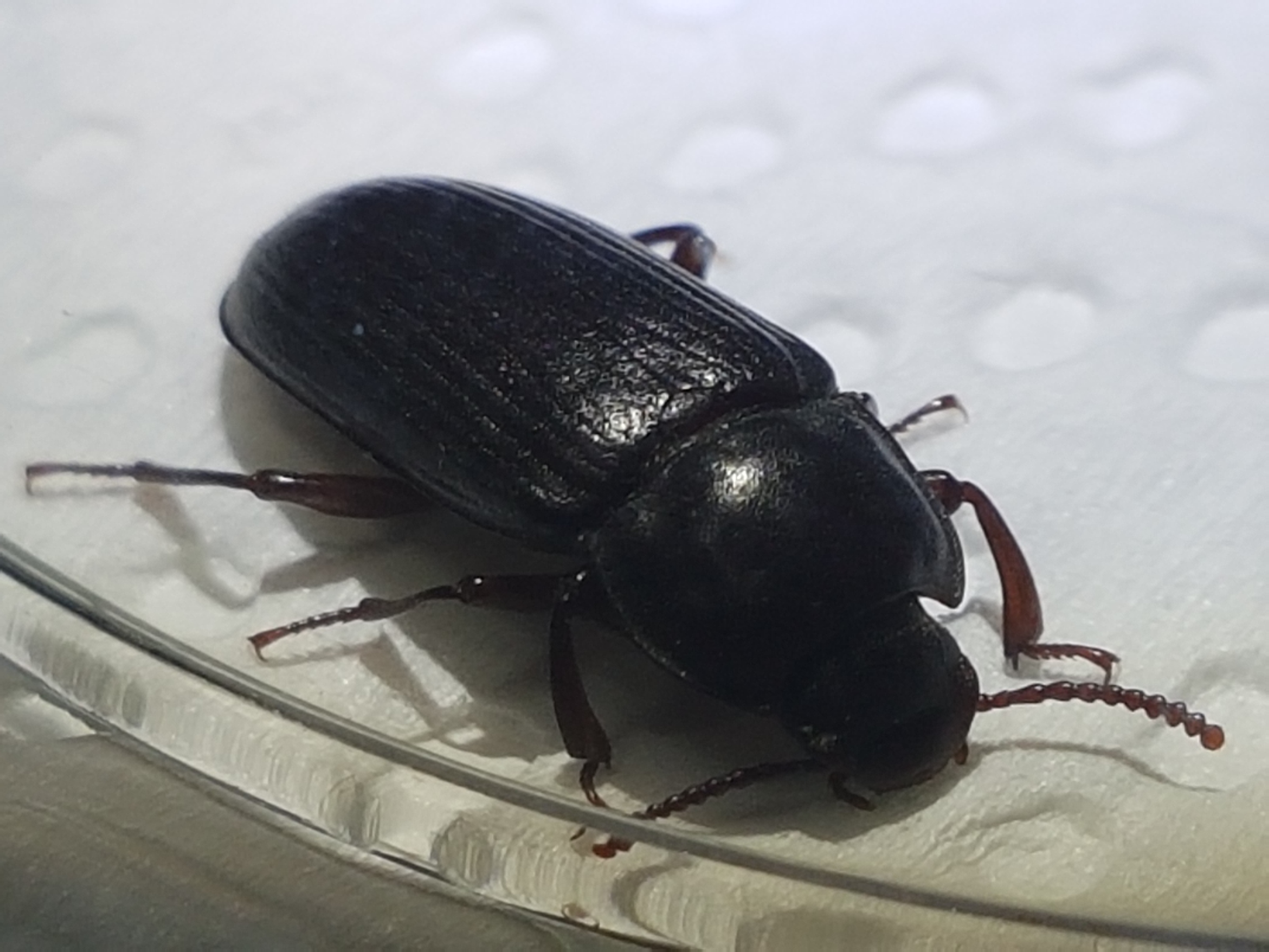 Schwarzer Käfer in der Wohnung (mit Foto)? (Insekten