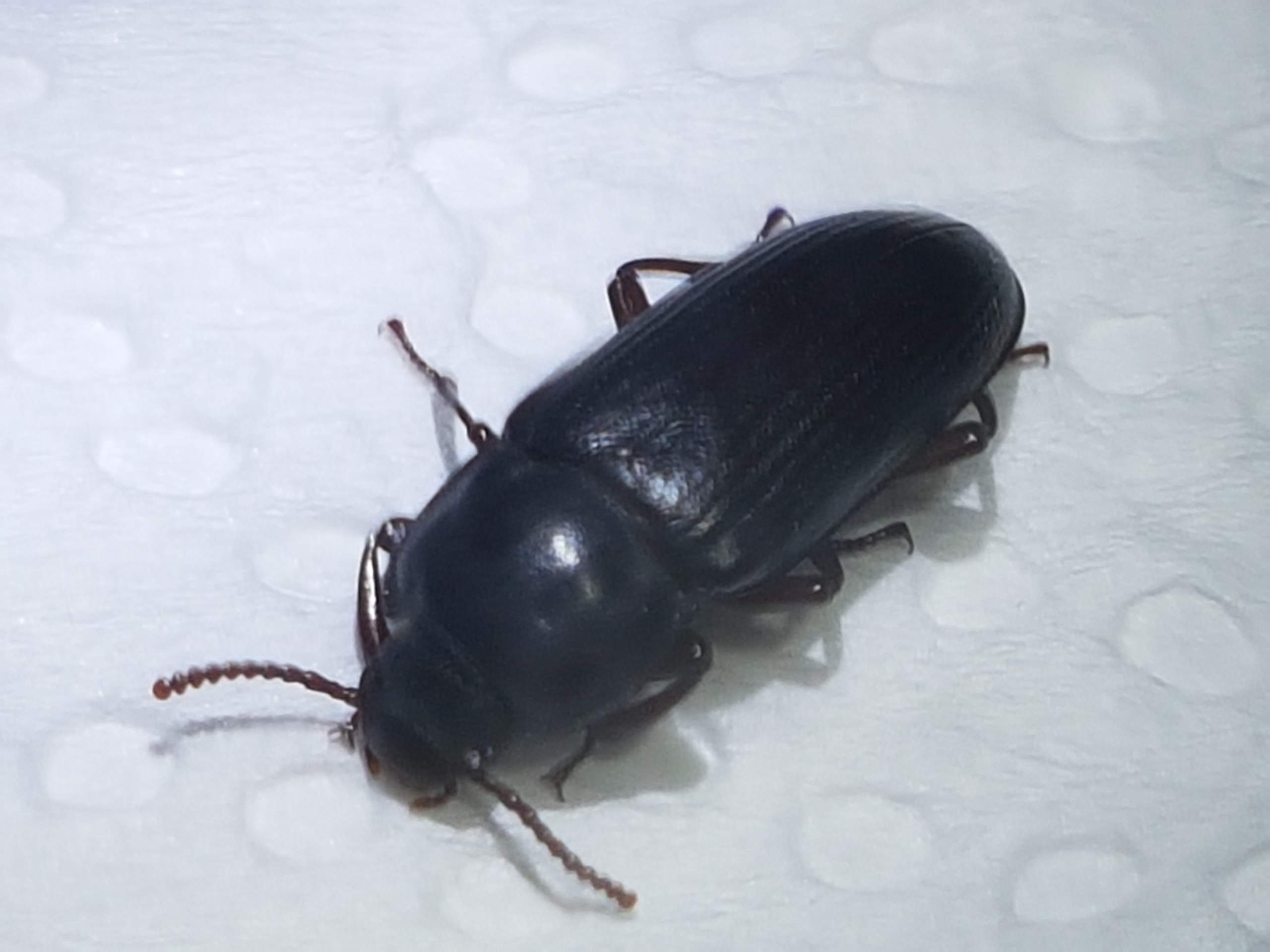 Schwarzer Käfer in der Wohnung (mit Foto)? (Insekten, Ungeziefer