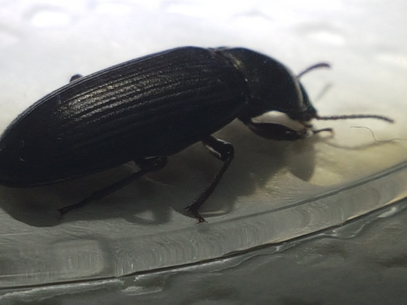 Schwarzer Käfer in der Wohnung (mit Foto)? (Insekten ...