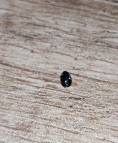 Schwarzer Kleiner Käfer? (Tiere, Schädlinge, Käferart)