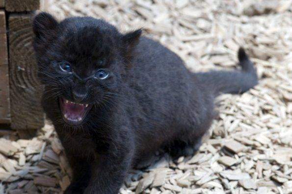 Puma Katze Schwarz