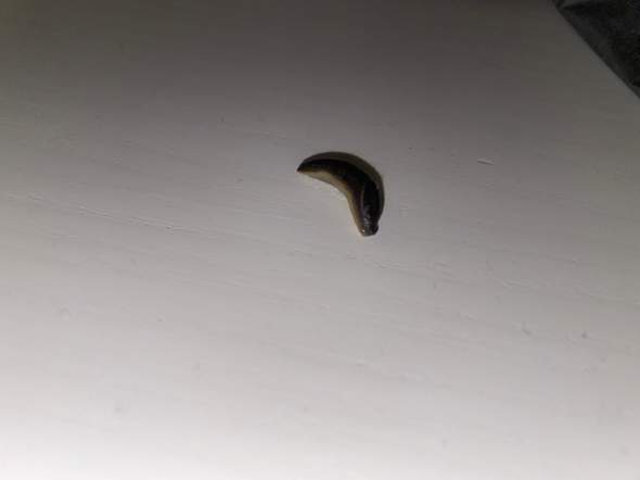 Schwarzer Wurm gefunden zu Hause, weiß jemand was das ist?