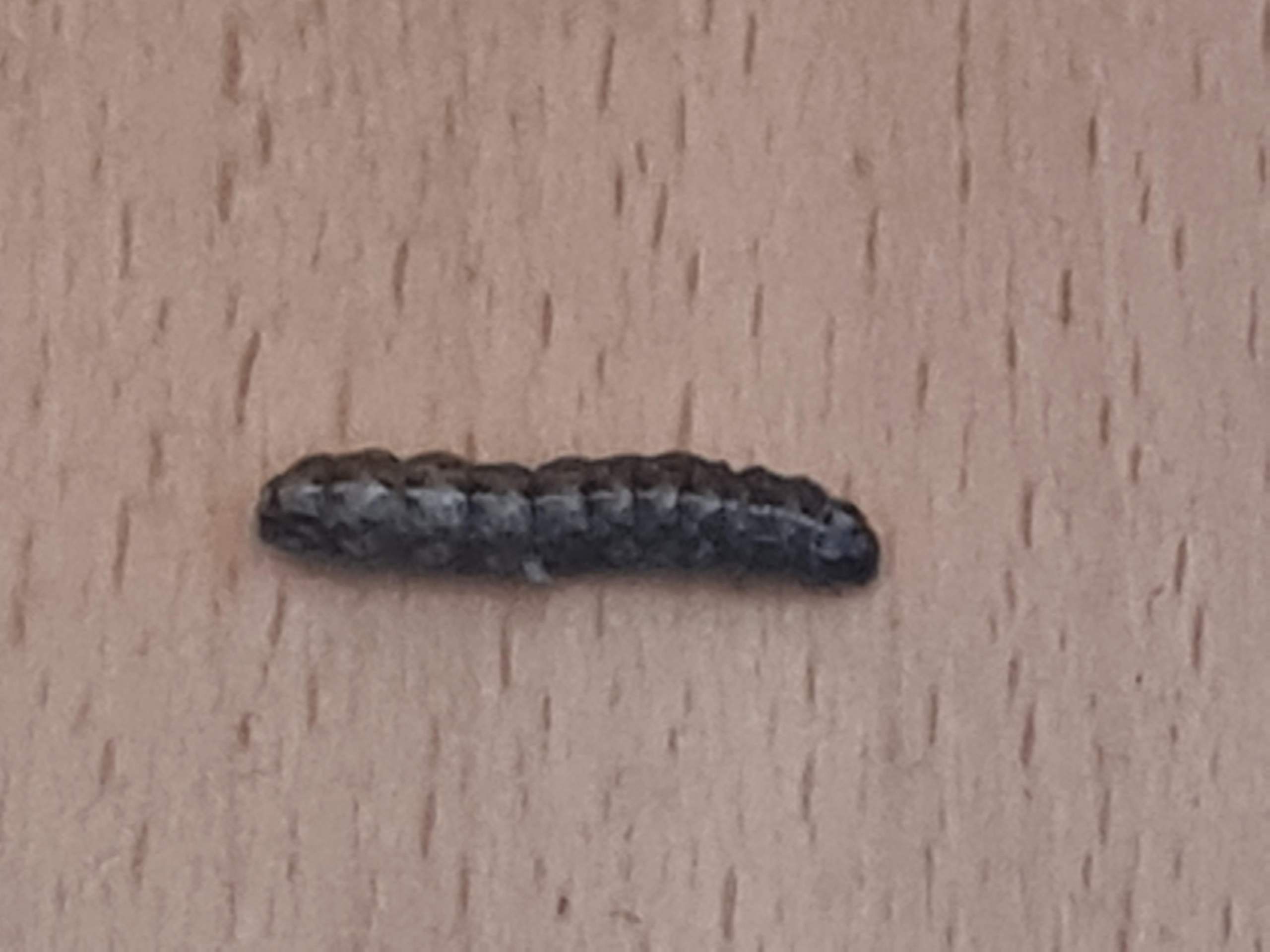 Schwarzer wurm, Was ist das und warum ist es in der wohnung? (Insekten