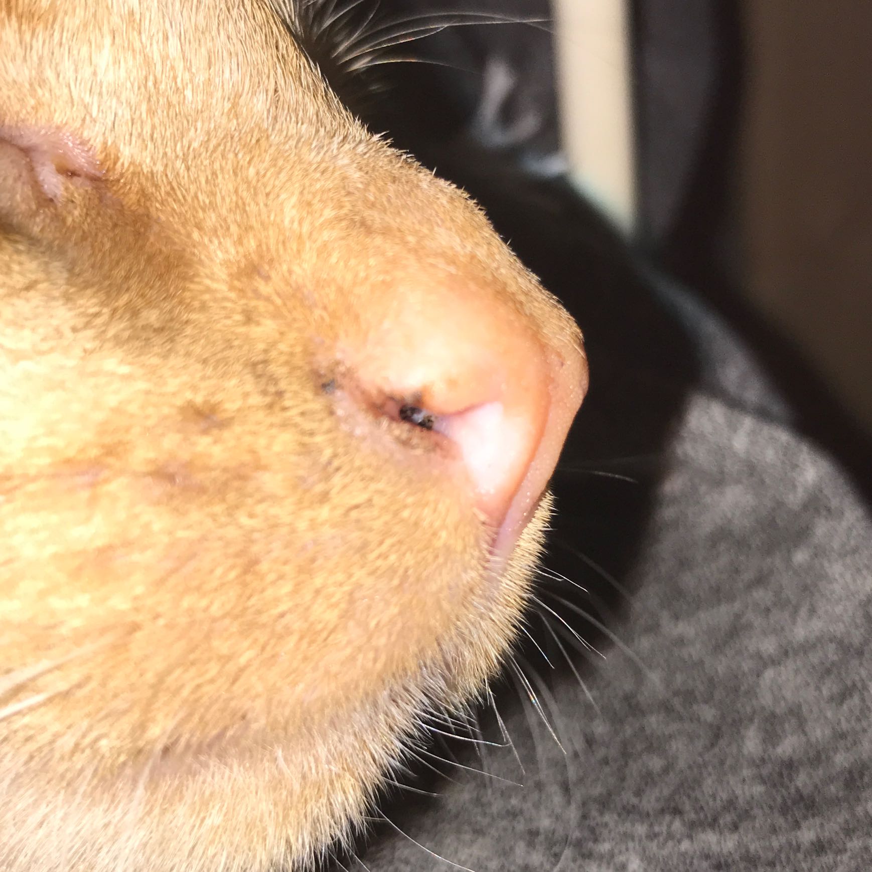 schwarzes an nase gesundheit und medizin gesundheit tiere