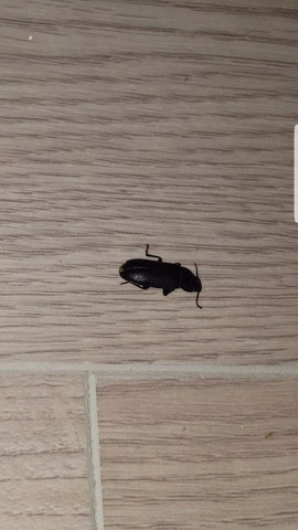Schwarzes Insekt taucht Nachts auf?
