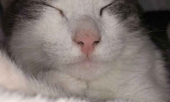 Schwarzes Zeug An Katzennase Tiere Katze Katzen Schwarzes Zeug An Katzennase Tiere Katze Katzen