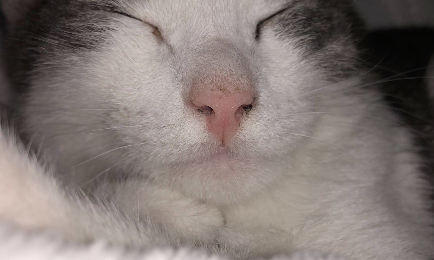 schwarzes zeug an katzennase tiere katze katzen