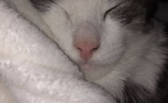 Schwarzes Zeug An Katzennase Tiere Katze Katzen Schwarzes Zeug An Katzennase Tiere Katze Katzen