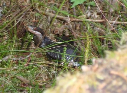 Schlange im südschwedischen Wald (Nähe Orrefors) - (Tiere, Schlangen, Schweden)