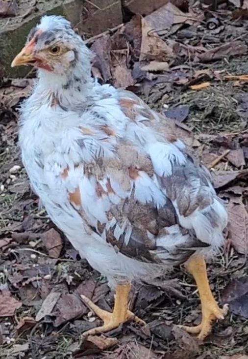 Schwedisches Blumenhuhn Küken Hahn oder Henne? (Geschlecht, Huhn, Geflügel)