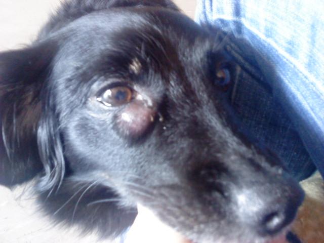 Schwellung am Auge meines Hundes (Hund)