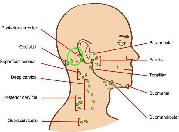 Geschwollener Lymphknoten Hinter Dem Ohr www.gesundheitsfrage.net