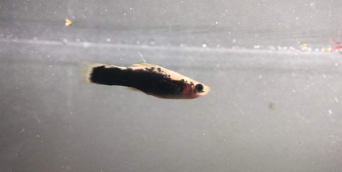 Schwertträger krank? (Fische, Aquaristik)