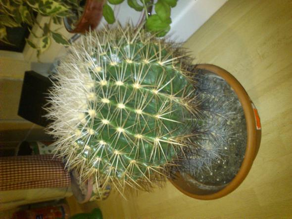 kaktus.. - (Pflege, Pflanzen, Pflanzenpflege)