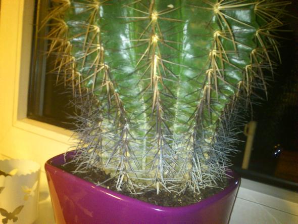 kaktus. - (Pflege, Pflanzen, Pflanzenpflege)