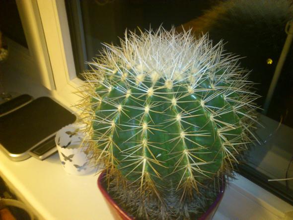 kaktus... - (Pflege, Pflanzen, Pflanzenpflege)
