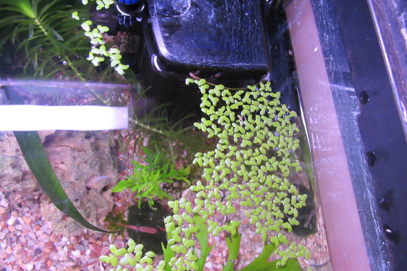 Schwimmpflanzen ohne Vorwarnung gekommen was machen? (Aquarium