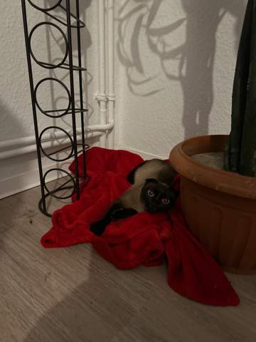 Bild zum Beitrag