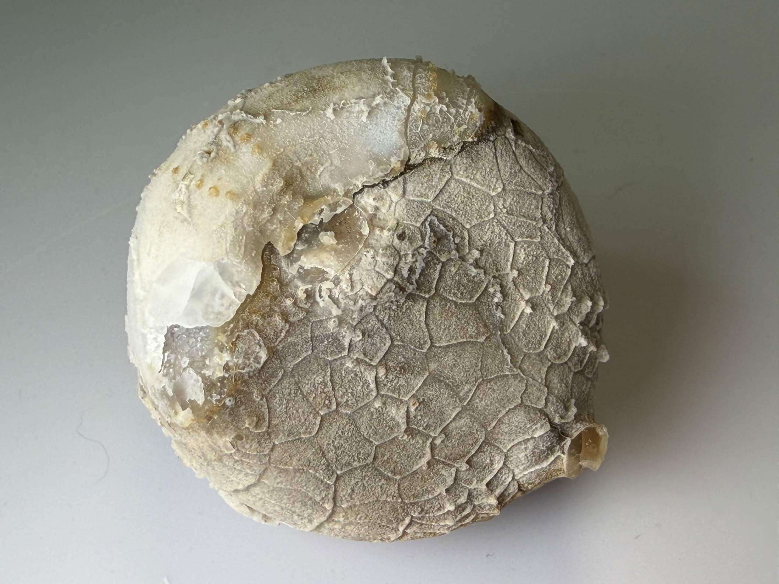Seeigel mit Fossiler Wasserwaage (Geologie, Fossilien, Paläontologie)