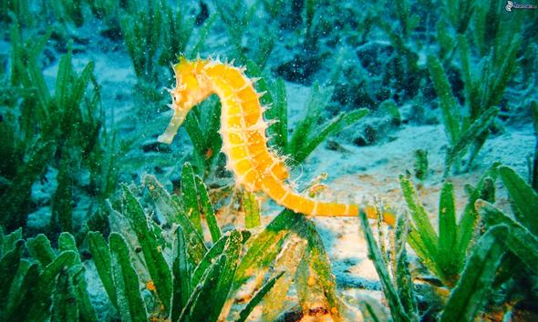 Seepferdchen Als Erste Aquarienbewohner Wasser Fische Aquarium