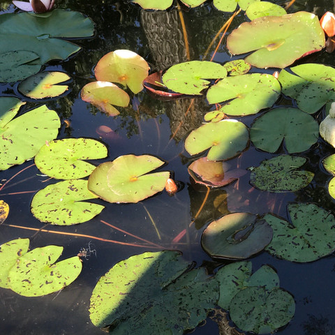 Die befallenen Blätter. - (Wasser, Pflanzen, Fische)