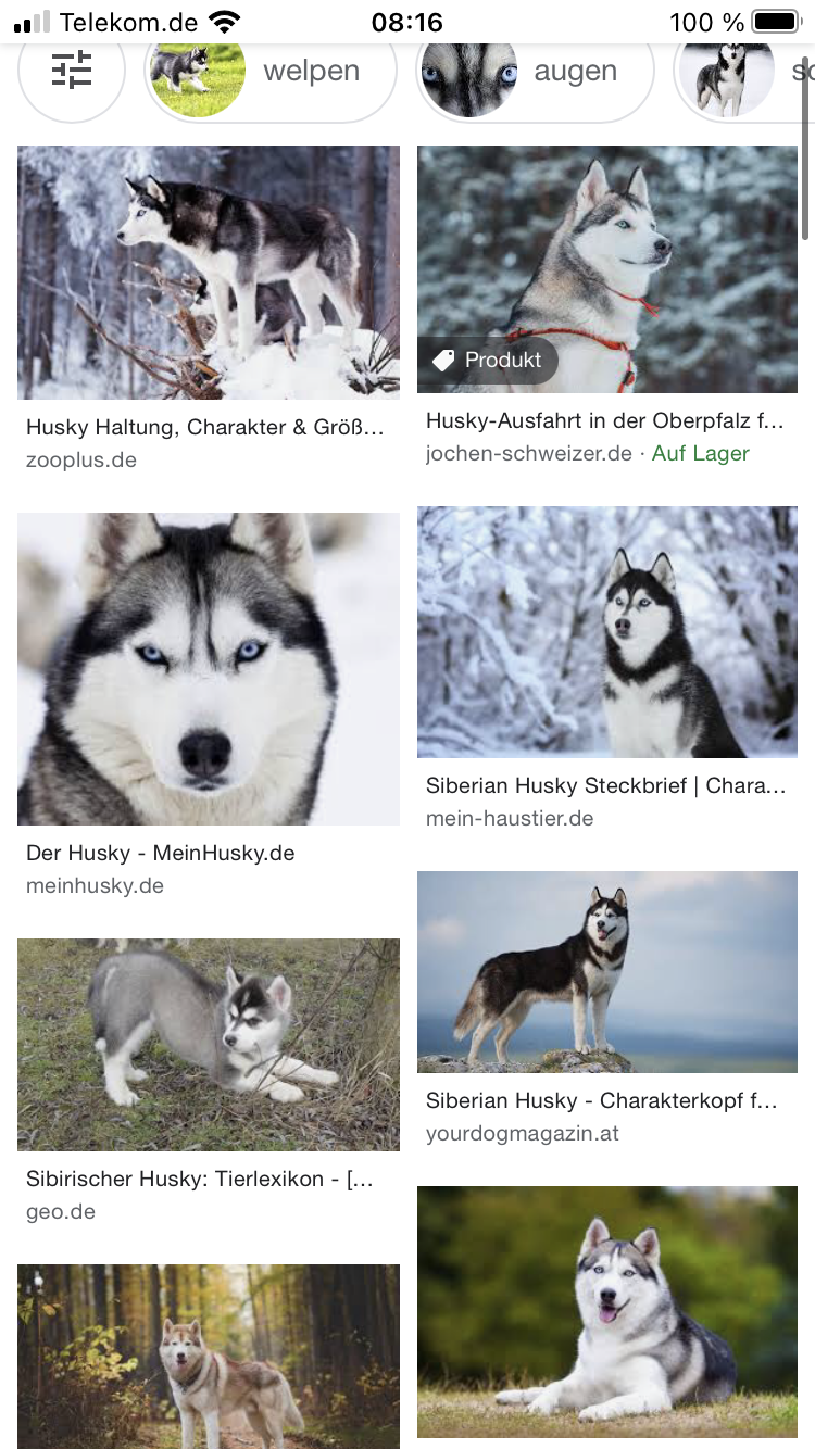 Sehen Huskys Aus Wie Wolfe Tiere Umfrage Hund