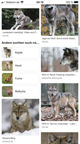 Sehen Huskys Aus Wie Wolfe Tiere Umfrage Hund