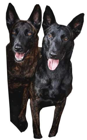 Sehen sich diese beiden Hunde ähnlich oder nicht?