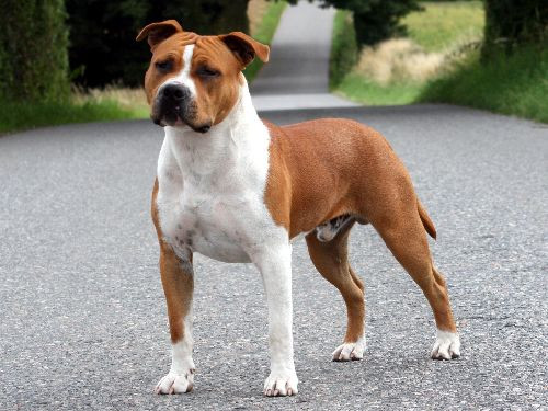 AMERICAN STAFFORDSHIRE TERRIER