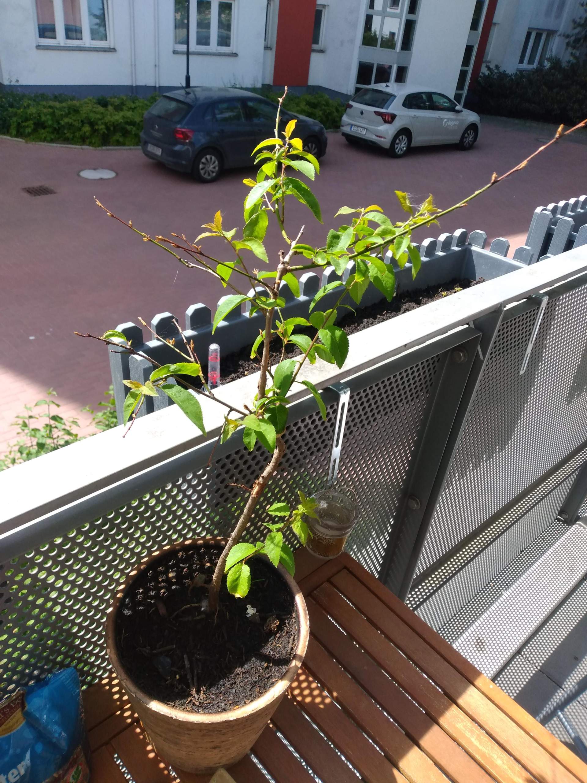 Sehr junge Mirabelle lässt Blätter hängen nach umtopfen? (Pflanzen