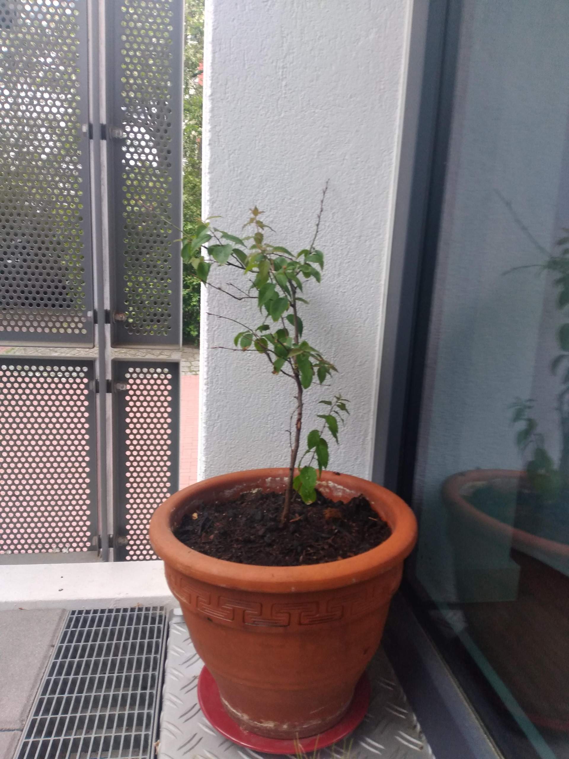 Sehr junge Mirabelle lässt Blätter hängen nach umtopfen? (Pflanzen