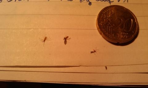 Sehr Kleine Fliegen Im Zimmer Tipps Ungeziefer Fliege