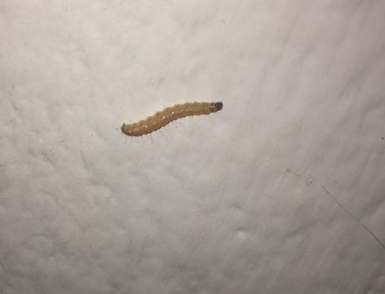 Seit 2 Tagen Kleine Wurmer Larven An Den Wanden Im Schlafzimmer Haustiere Insekten Kafer