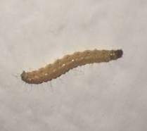 Seit 2 Tagen kleine Würmer/Larven an den Wänden im Schlafzimmer