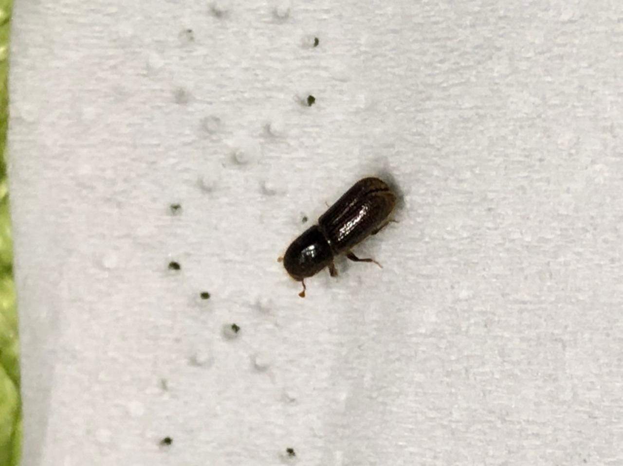Seit ca. 1Wo kleine ca. 4mm lange dunkle Käfer auf Fensterbank in Küche? (Insekten, Schädlinge