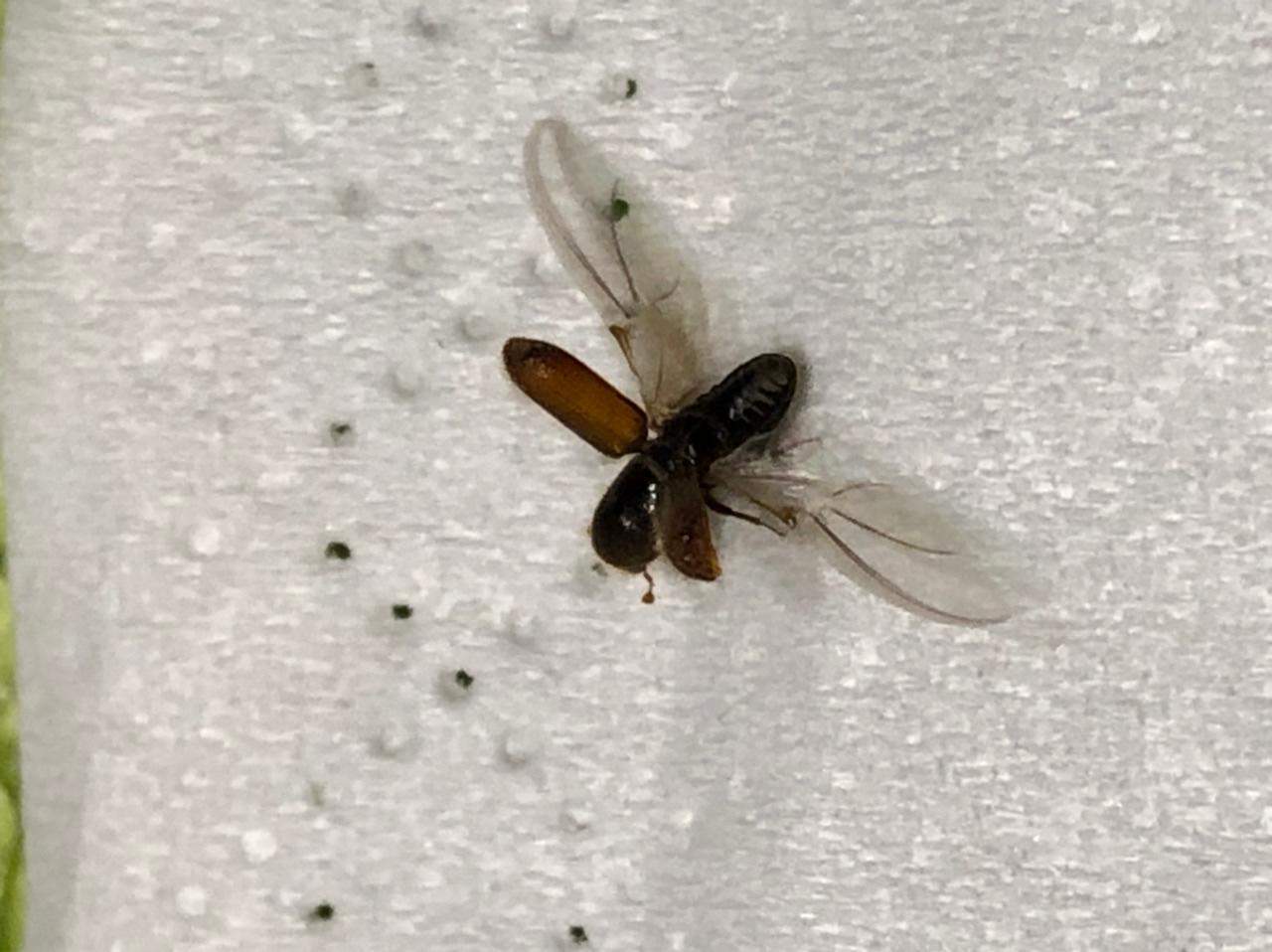 Seit ca. 1Wo kleine ca. 4mm lange dunkle Käfer auf Fensterbank in Küche? (Insekten, Schädlinge