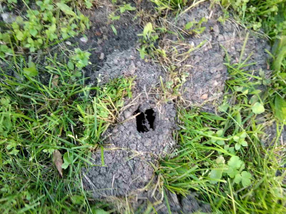 Seit gestern häufen sich die Löcher im Garten was ist das